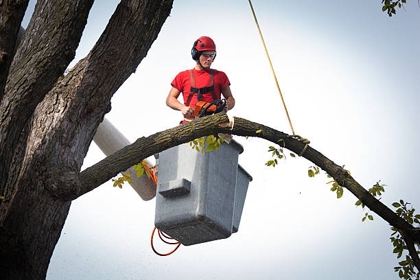 Best Large Tree Removal  in Beulah, ND